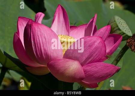 Ninfea rosa macro shot in un giardino botanico. Foto Stock