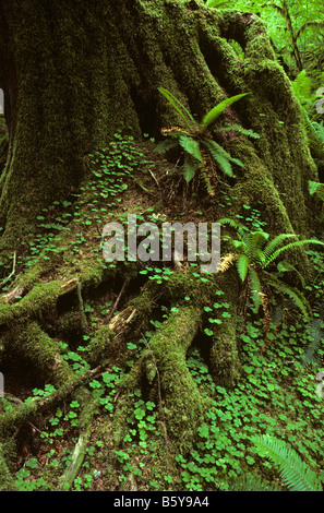 Hoh rain forest moss laden alberi lussureggiante fogliame verde Penisola Olimpica nello Stato di Washington STATI UNITI D'AMERICA Foto Stock