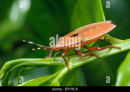 Bronzo arancio bug ninfa Musgraveia sulciventris Foto Stock