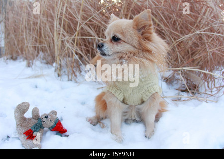 Cane di Pomerania giocare nella neve con il Natale orsacchiotto giocattolo in background Foto Stock