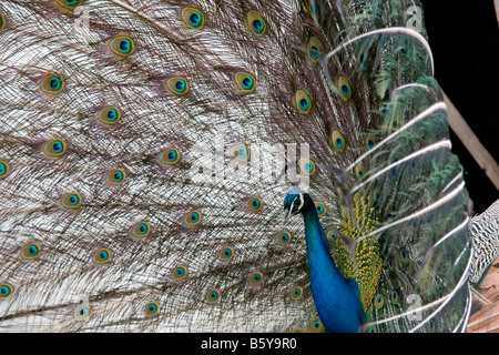 Peacock Pavo cristatus diffondendo le piume di coda Foto Stock