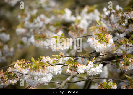 Alberi in fiore fiorisce di Keukenhof, il più grande del mondo giardino fiorito si trova al di fuori di Lisse, Paesi Bassi Foto Stock