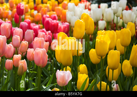 Fioritura di tulipani a Keukenhof, il più grande del mondo giardino fiorito si trova al di fuori di Lisse, Paesi Bassi Foto Stock