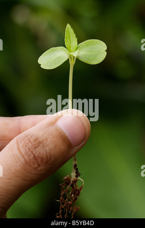 Tenendo un alberello Foto Stock