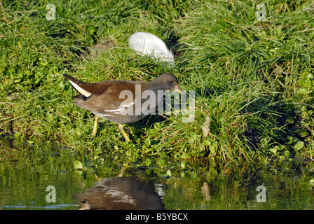 I capretti Moorhen su una banca del canale Foto Stock