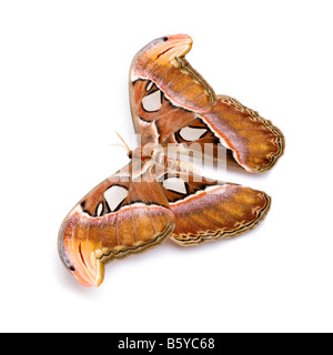 Attacus atlas moth davanti a uno sfondo bianco Foto Stock