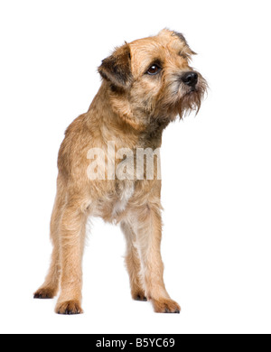 Border terrier davanti a uno sfondo bianco Foto Stock