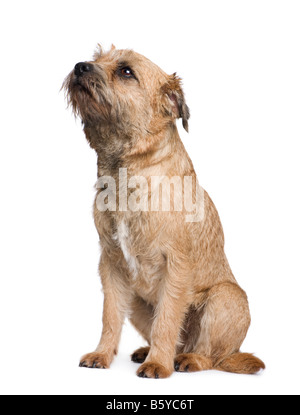 Border terrier davanti a uno sfondo bianco Foto Stock