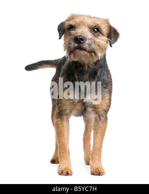 Border terrier davanti a uno sfondo bianco Foto Stock