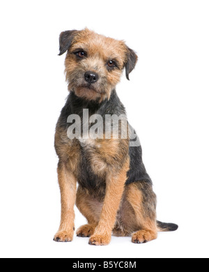 Border terrier davanti a uno sfondo bianco Foto Stock