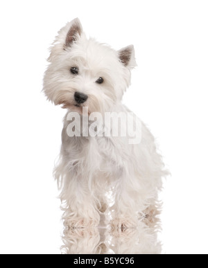 West Highland White Terrier di 3 anni di fronte a uno sfondo bianco Foto Stock