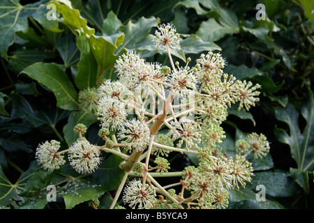 FATSIA JAPONICA AGM IN FIORE NOVEMBRE Foto Stock