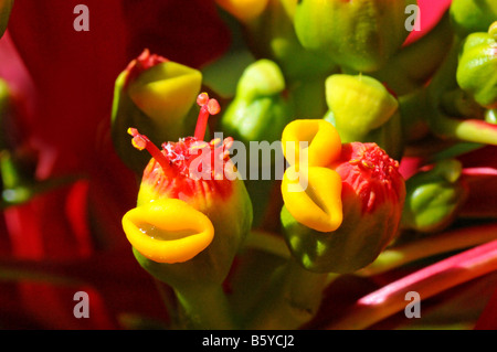 Le uniche, Poinsettia o fiore di Natale Euphorbia pulcherrima chiamato anche il fiore di Pasqua con petali giallo-come le ghiandole Foto Stock