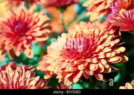 Bella bordeaux crisantemo fiore autunno sfondo vividi Foto Stock