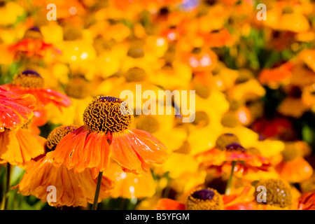 Helenium Rubinzwerg AGM fiore close up Foto Stock