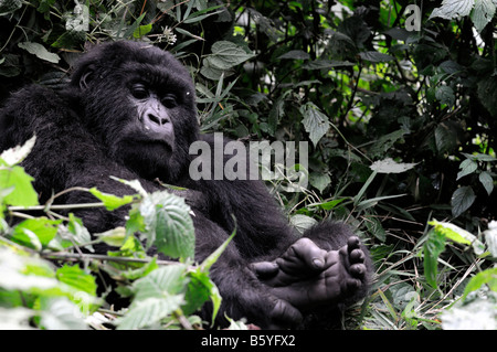 Ruanda Africa travel ecoturismo gorilla di montagna faccia espressione di ortiche giungla foresta pluviale primate animali selvatici del comportamento di mammifero Foto Stock