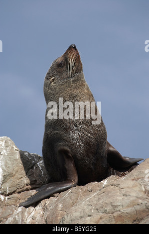 Nuova Zelanda pelliccia sigillo di Kaikoura Coast Isola del Sud della Nuova Zelanda Arctocephalus forsteri Foto Stock