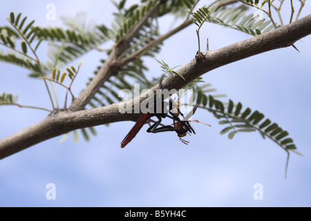 Robber fly (Asilidae) alimentazione su una vespa, Arizona, Stati Uniti d'America Foto Stock