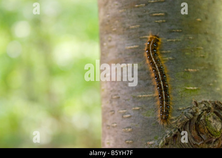 Primo piano di un bruco scalata verso il lato di un albero nel bosco Foto Stock