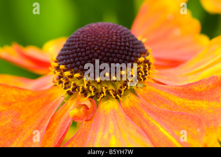Helenium Rubinzwerg AGM fiore close up Foto Stock
