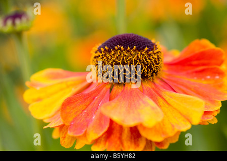 Helenium Rubinzwerg AGM fiore close up Foto Stock