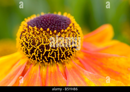 Helenium Rubinzwerg AGM fiore close up Foto Stock