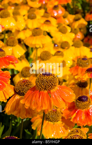 Helenium Rubinzwerg AGM fiore close up Foto Stock