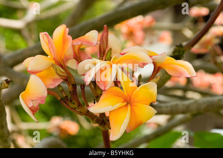 Thailandia naturale giallo estate natura primavera impianto pacifica Foto Stock