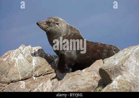 Nuova Zelanda pelliccia sigillo di Kaikoura Coast Isola del Sud della Nuova Zelanda Arctocephalus forsteri Foto Stock