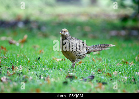 Golden Pheasant Chrysolophus pictus femmina Kew Gardens LONDRA Foto Stock