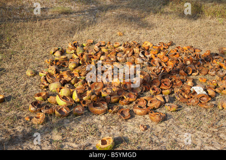 Gusci di noce di cocco sul Arambol Beach, Goa, India Foto Stock