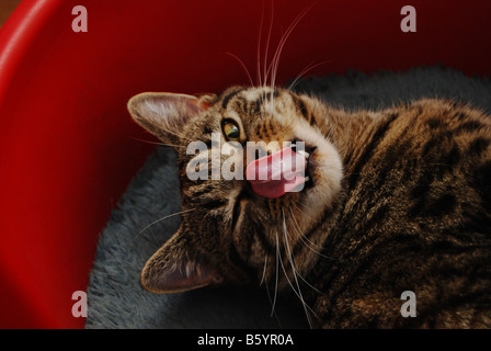 Un giovane pedigree British Shorthaired Cat leccare le sue labbra Foto Stock