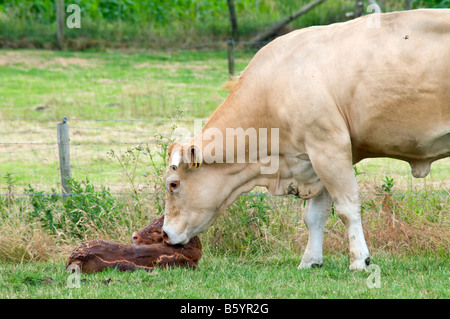 Vacca bianca la sua pulizia appena nato baby cow Foto Stock