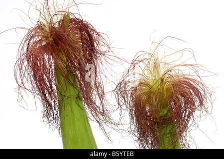 Cornsilk Zea mays Foto Stock