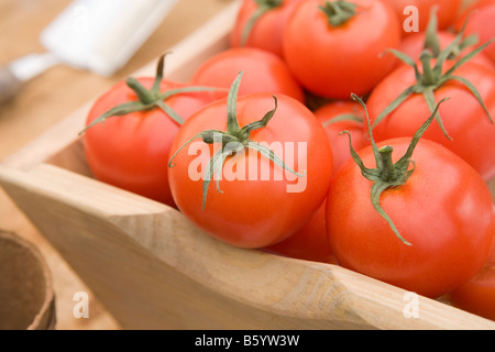 Pomodori rossi in un Trug in legno Foto Stock