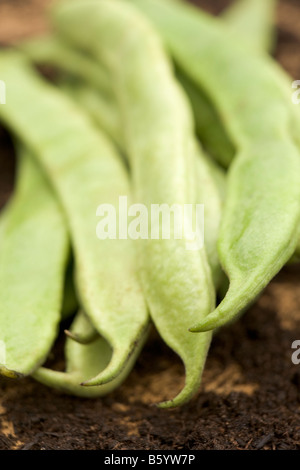Fagioli rampicanti Foto Stock