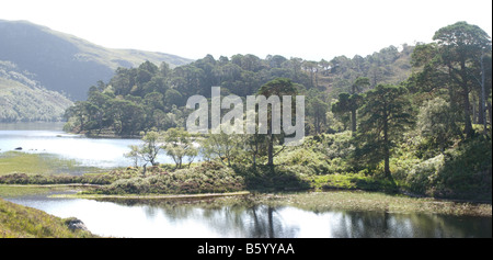 Parte dei resti della foresta di Caledonian Foto Stock