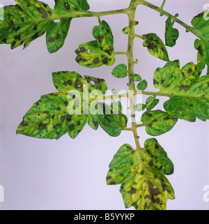 Manganese Mn sintomi di deficienza in serra pomodoro coltivate le foglie di piante Foto Stock