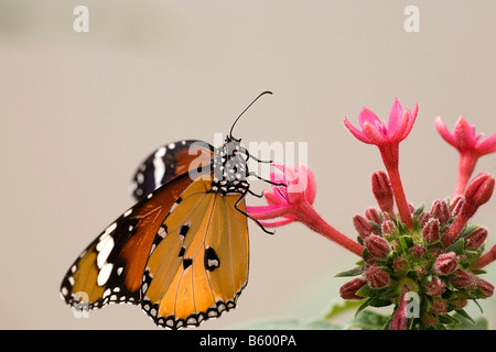 Israele Vanessa cardui Butterfly anche noto come Madonna dipinta Foto Stock
