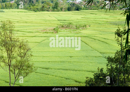 Risaie in 'spiders' web' pattern (Flores - Indonesia). Rizières en dessin de toile d'araignée (Florès - Indonésie). Foto Stock