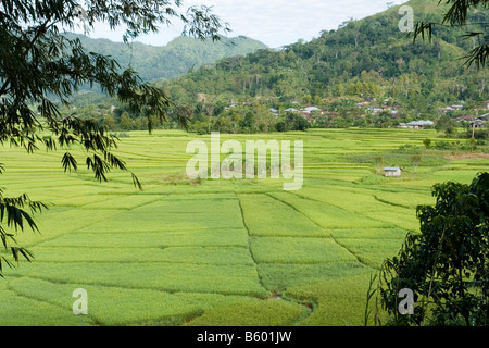 Risaie in 'spiders' web' pattern (Flores - Indonesia). Rizières en dessin de toile d'araignée (Florès - Indonésie). Foto Stock