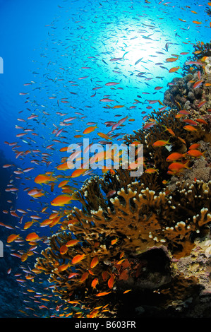 Pseudanthias squamipinnis Lyratail anthias sulla barriera corallina, Mar Rosso Foto Stock