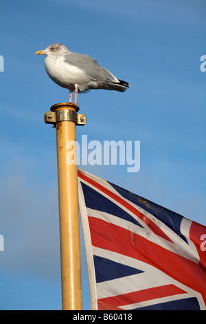 Herring gull Larus argentatus sul polo di bandiera di una nave Foto Stock