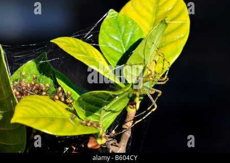 Un verde lynx spider e i suoi neonati. Texas, Stati Uniti d'America. Foto Stock