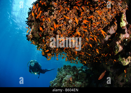 Pseudanthias sp. Anthias pesce e scuba diver al Coral Reef, Mar Rosso Foto Stock