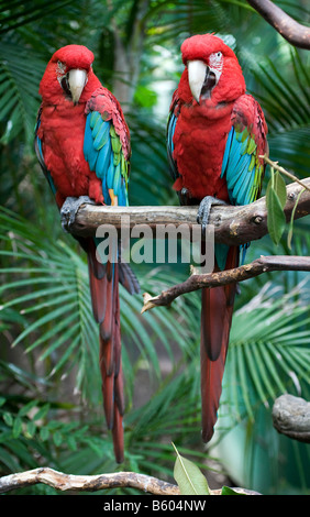 Verde-winged macaws o rosso-verde (pappagalli ara chloroptera) Foto Stock