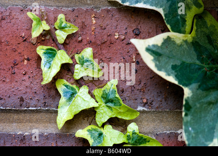 Immagine ravvicinata di edera variegata contro la crescente in rosso di un muro di mattoni, che mostra la crescita di radice anche, Foto Stock