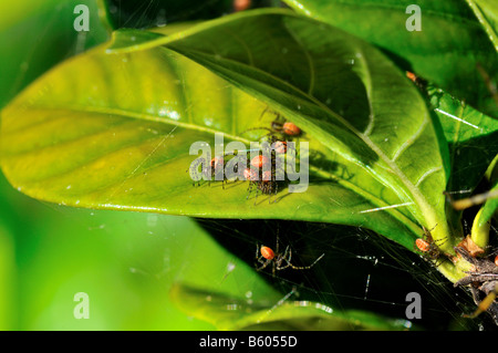 Green lynx spider neonati. Texas, Stati Uniti d'America. Foto Stock