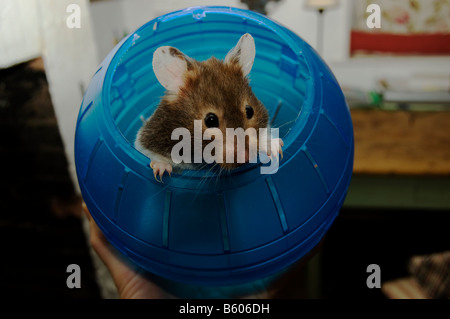 Hamster guardando al di fuori della sfera di esercizio Foto Stock