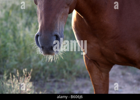 Il muso di un cavallo mustang Foto Stock
